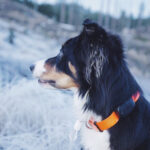 Dog Collar Tracker With GPS 1